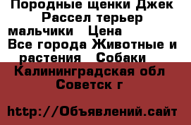 Породные щенки Джек Рассел терьер-мальчики › Цена ­ 40 000 - Все города Животные и растения » Собаки   . Калининградская обл.,Советск г.